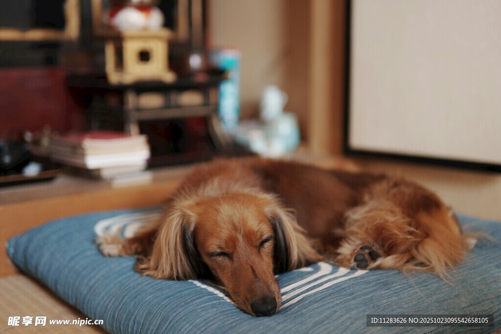 酣睡的长毛腊肠犬