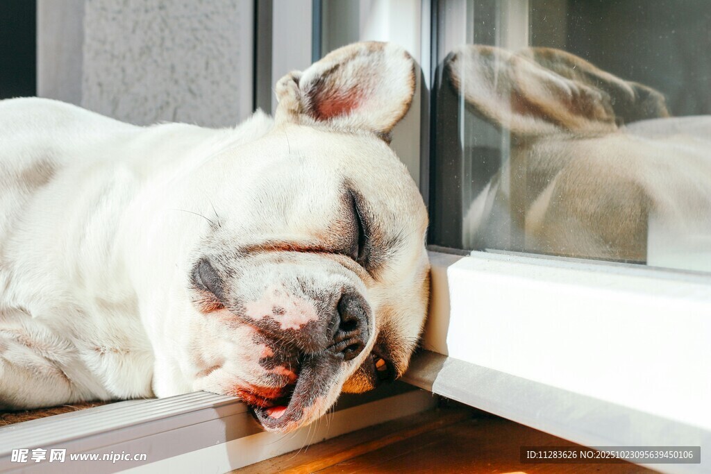 酣睡的白色法斗犬