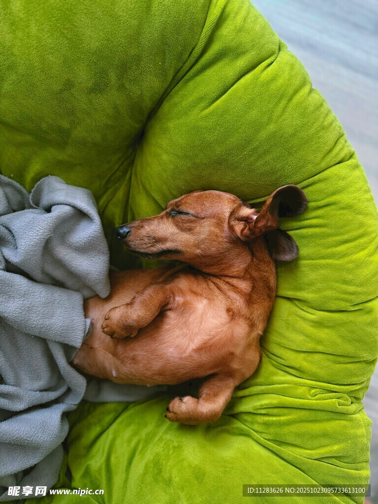 小狗惬意躺卧绿色豆袋椅