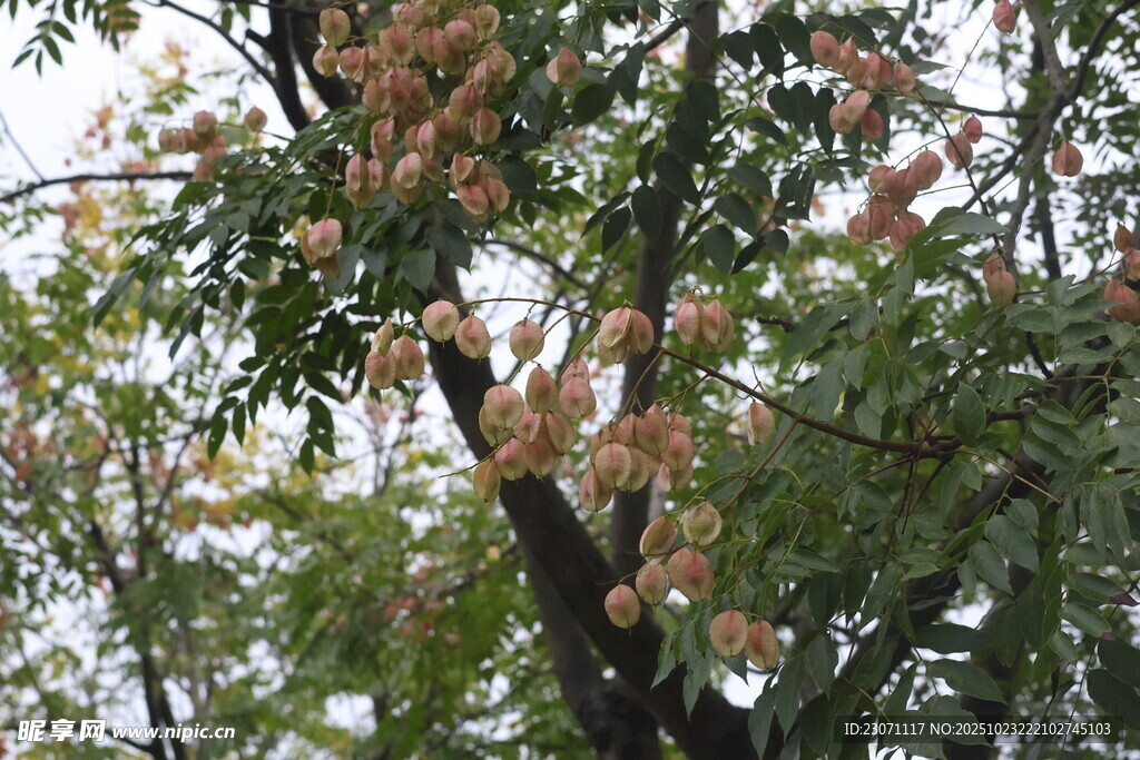 栾树