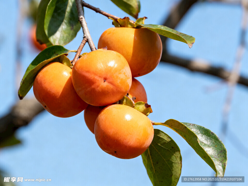 枝头挂着的饱满甜柿子