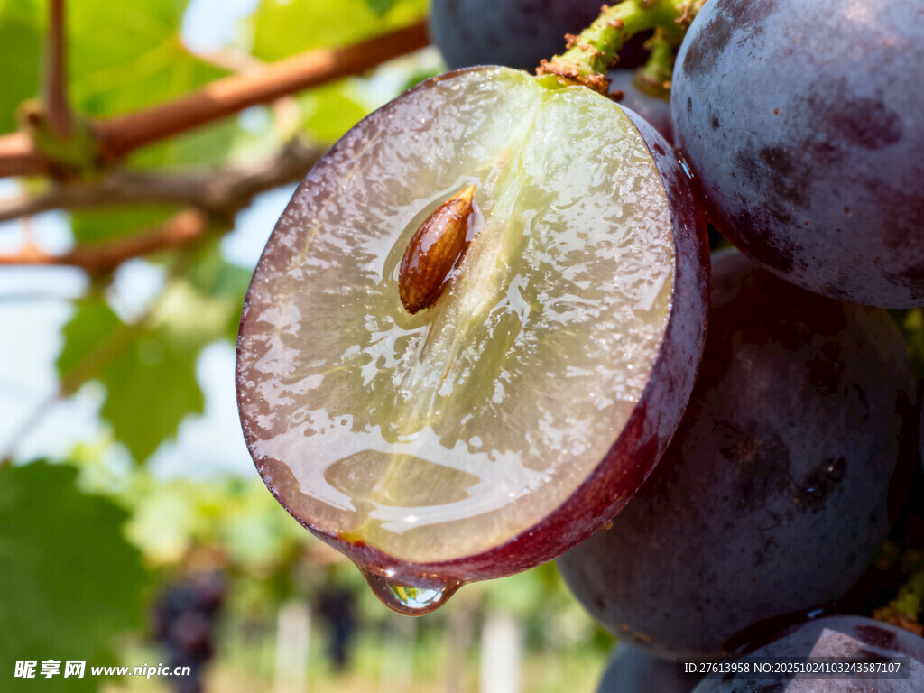 紫葡萄切面特写