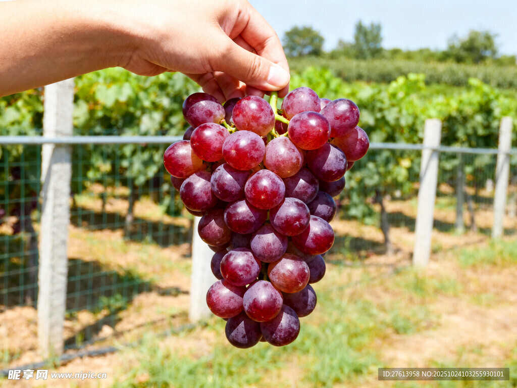 手捧紫葡萄