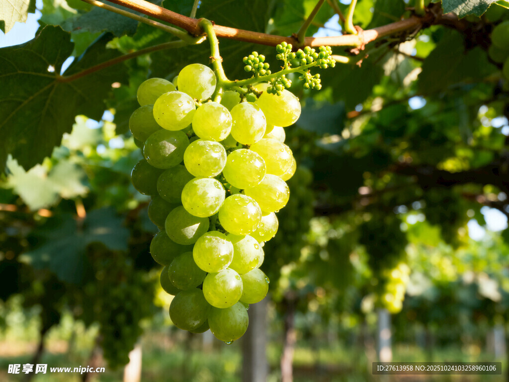 晶莹绿葡萄挂于枝头