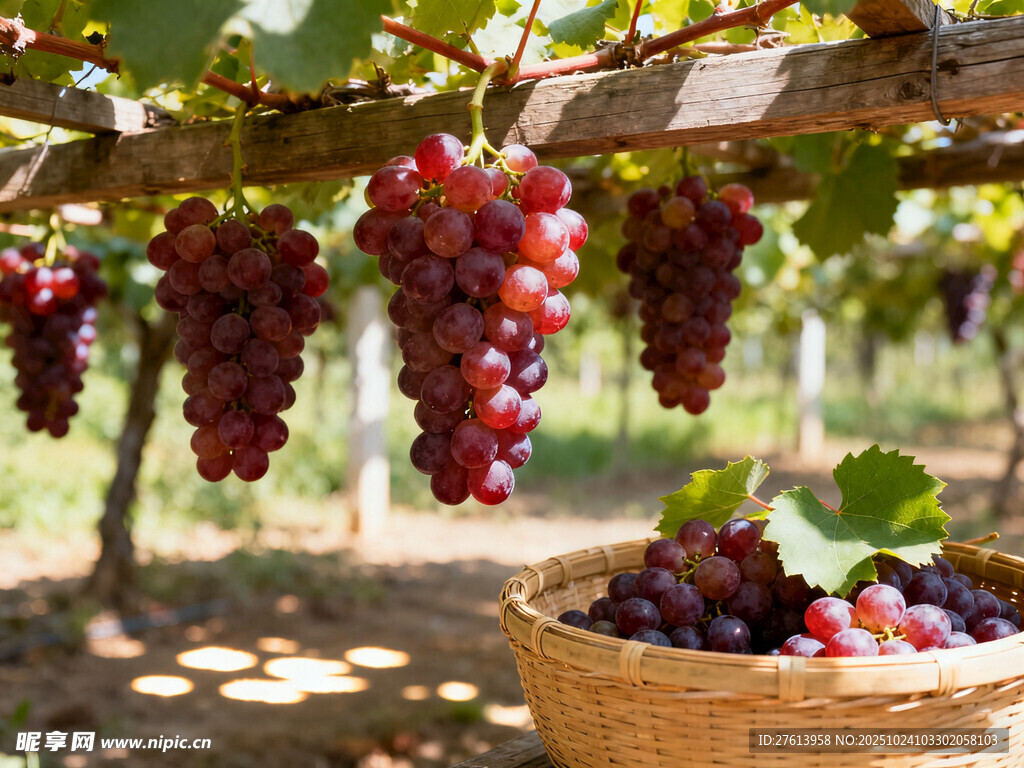 葡萄园里成熟的葡萄