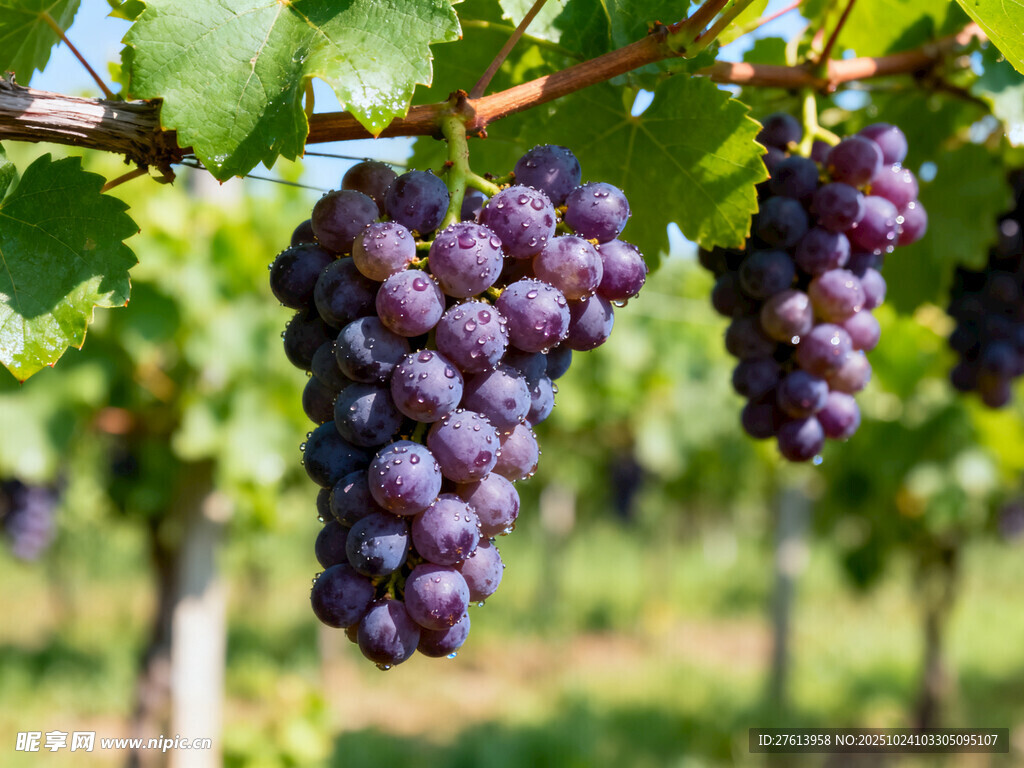 葡萄藤上的紫葡萄串