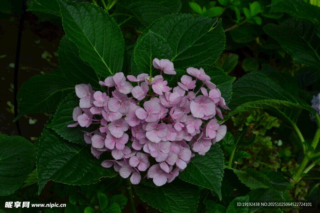 绣球花  