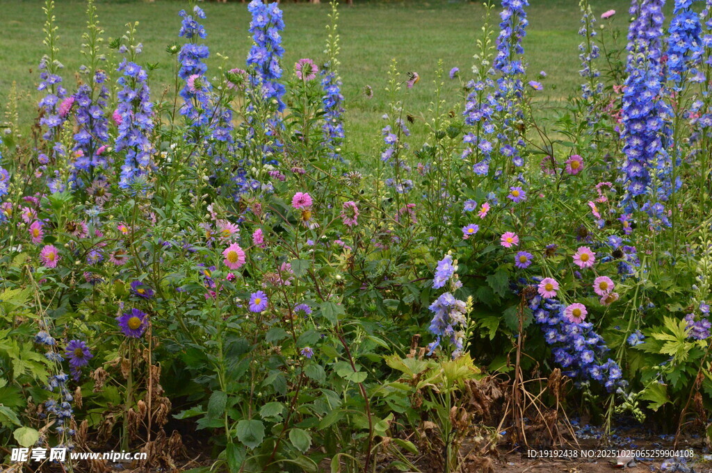 高翠雀花  