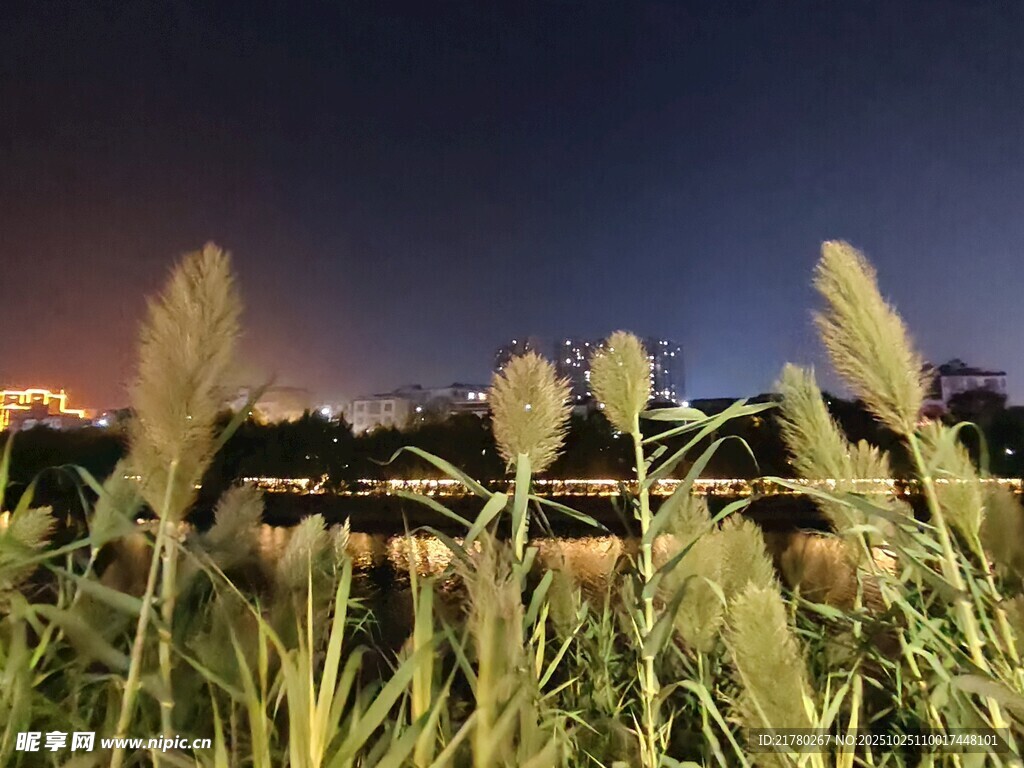 夜幕下的蒲苇