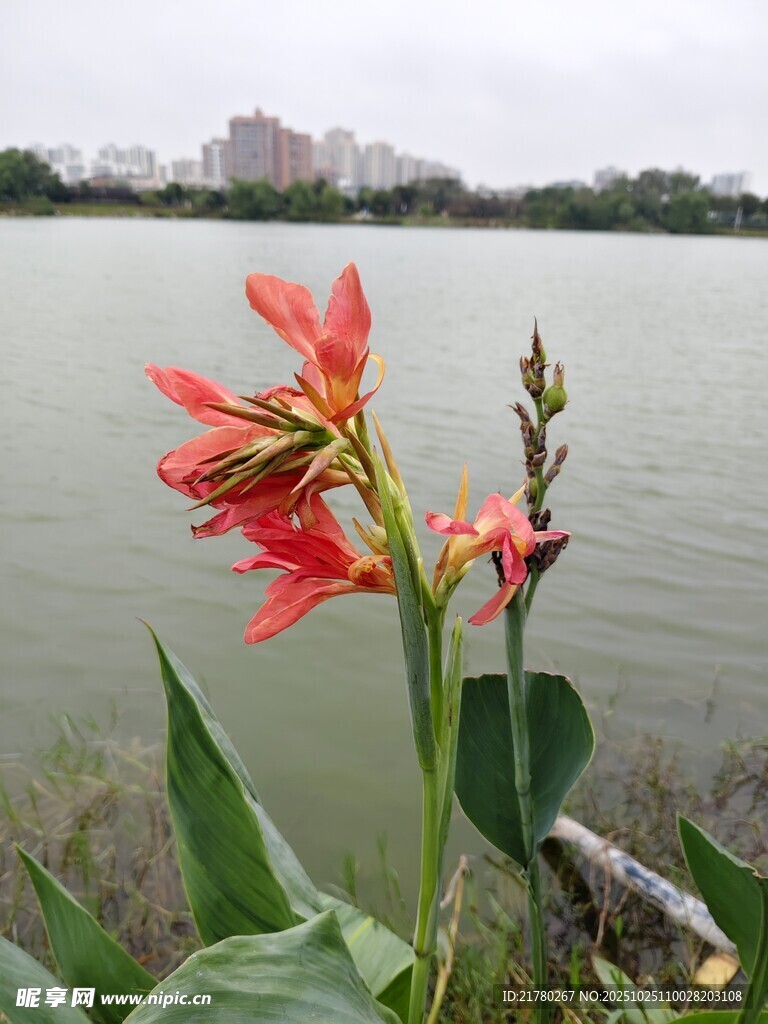 湖畔绽放的美人蕉