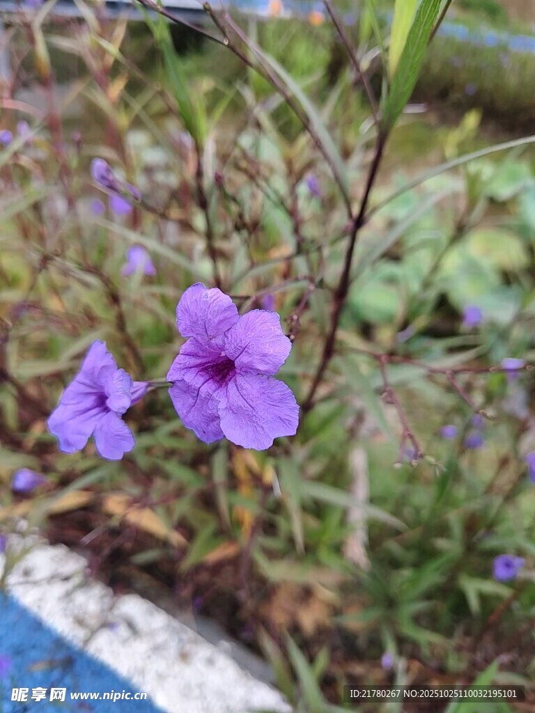 蝴蝶草蝴蝶花