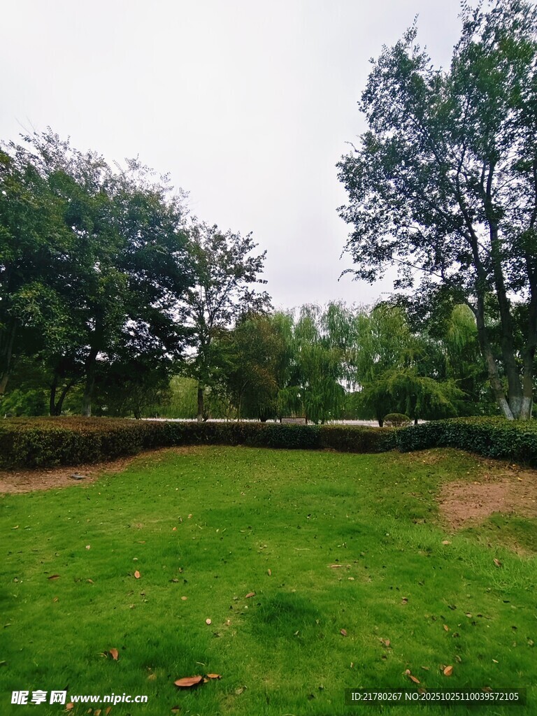翠绿草坪
