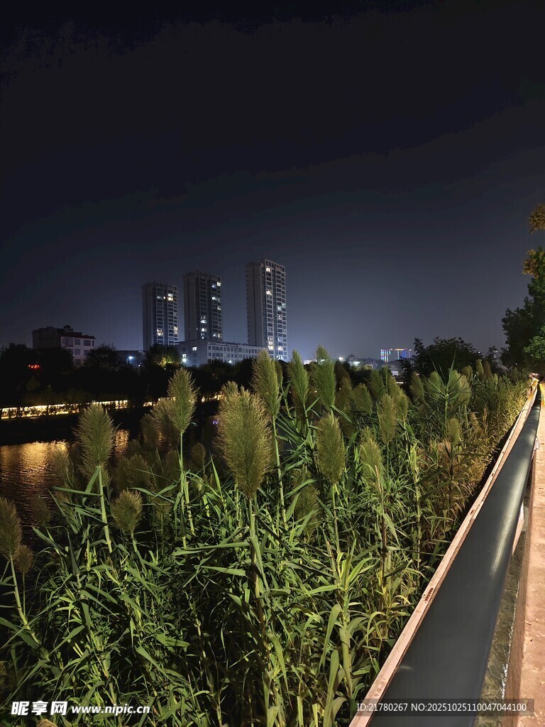 河畔的绿植与城市灯火