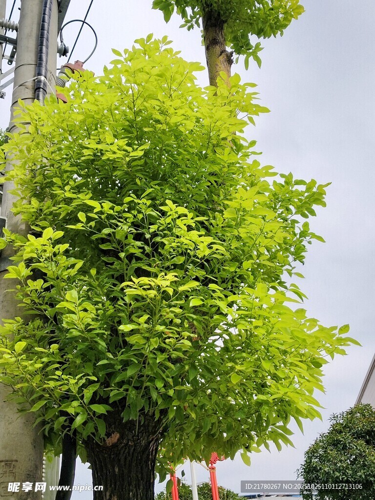 翠绿繁茂 绿树