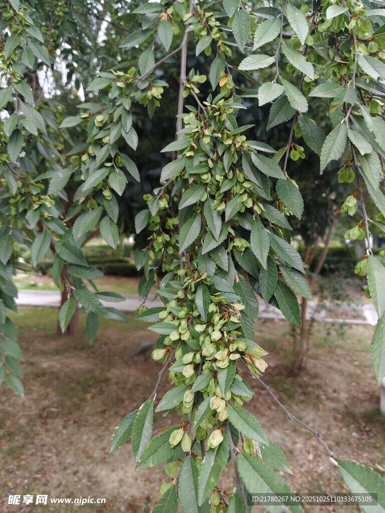 榔榆树 