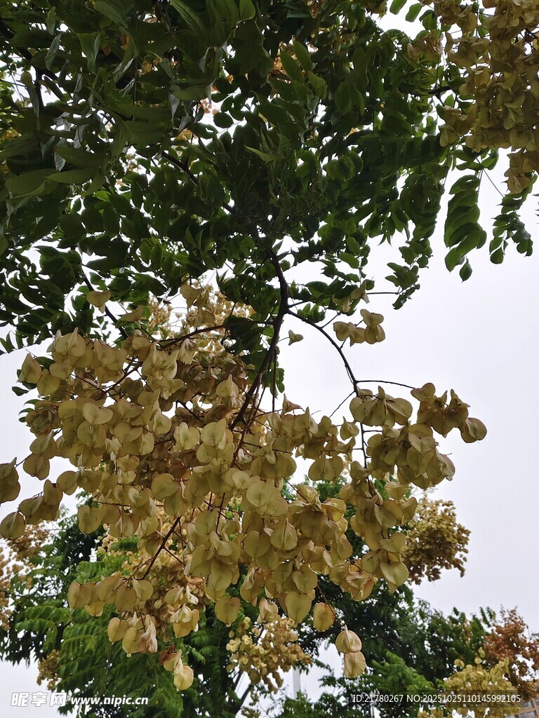 栾树枝头果实