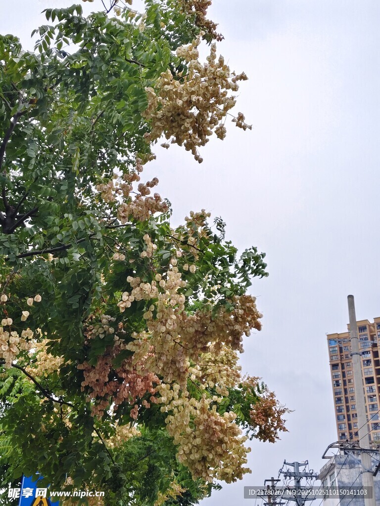 枝叶斑驳绿树 栾树
