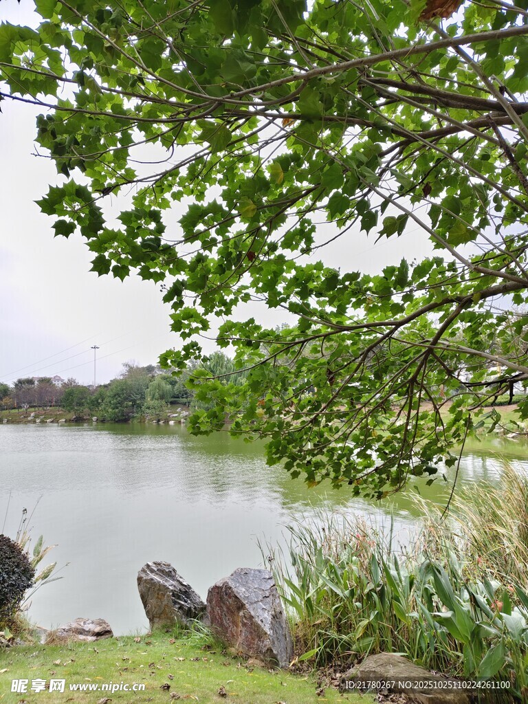 湖畔绿树成荫的宁静景致