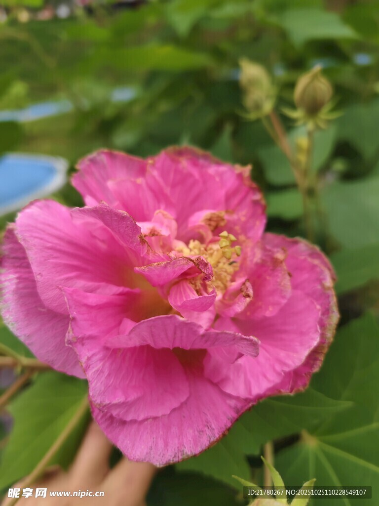木芙蓉花