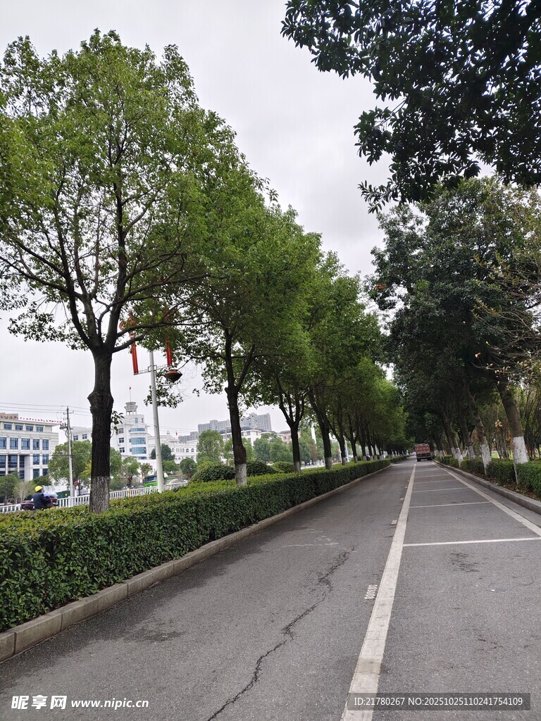 林荫大道