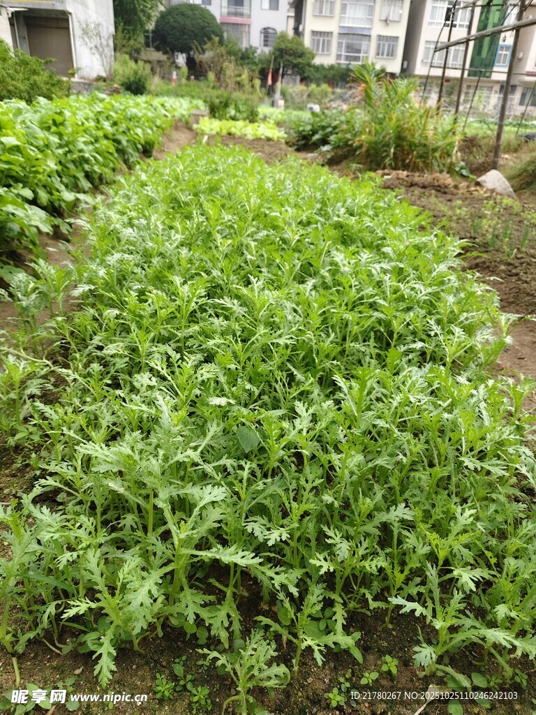 茼蒿 绿色蔬菜