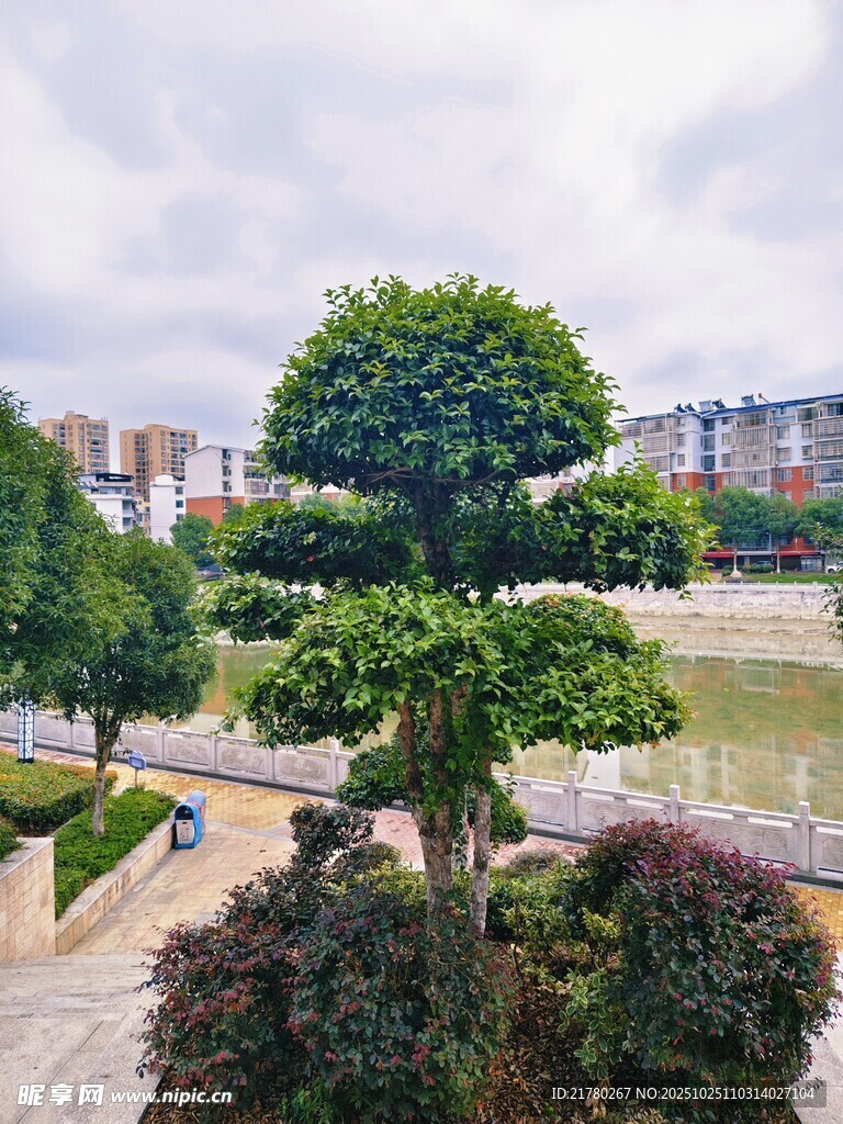 园林景观 精致树木造型