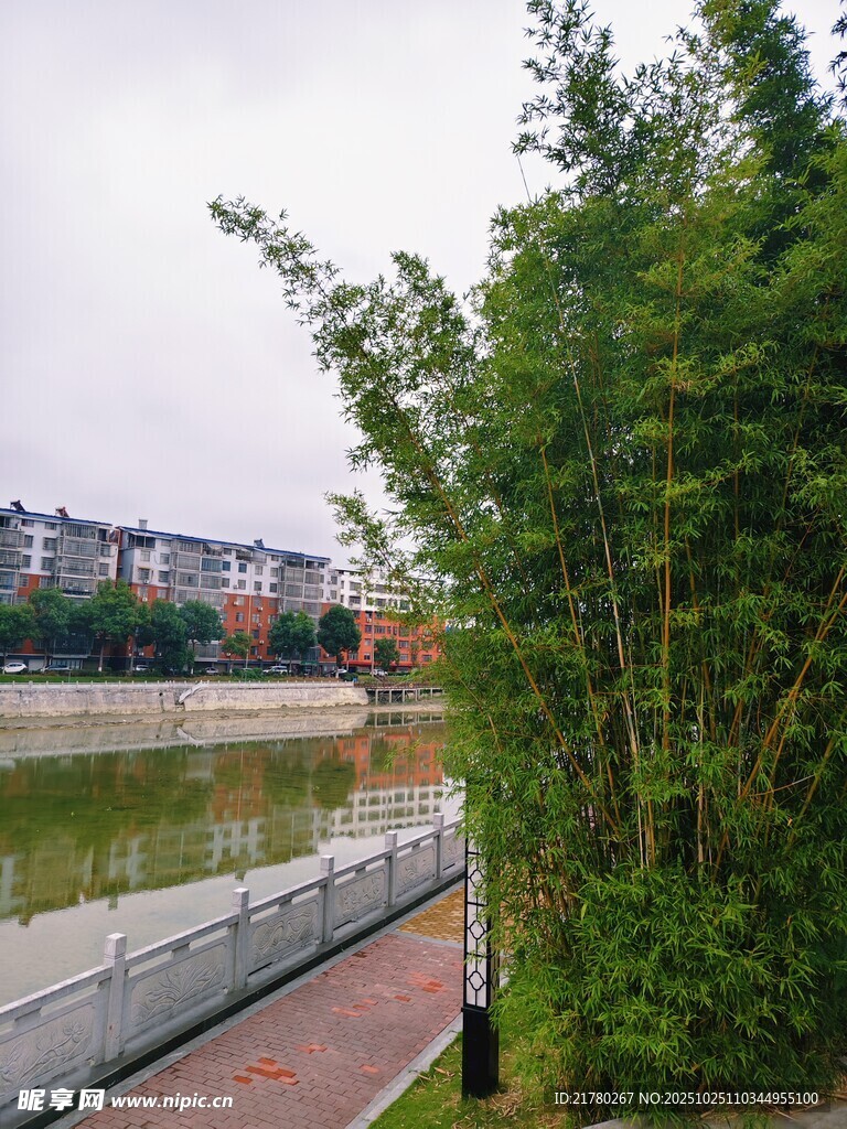 河畔竹林边