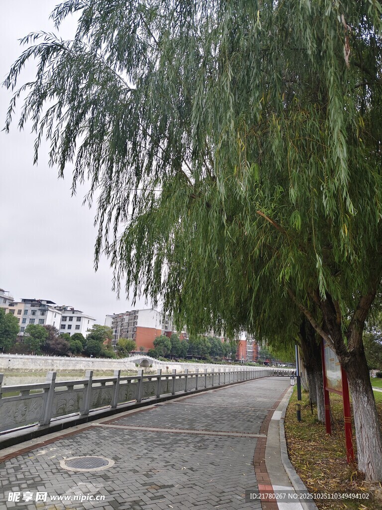 路边垂柳 河道美景