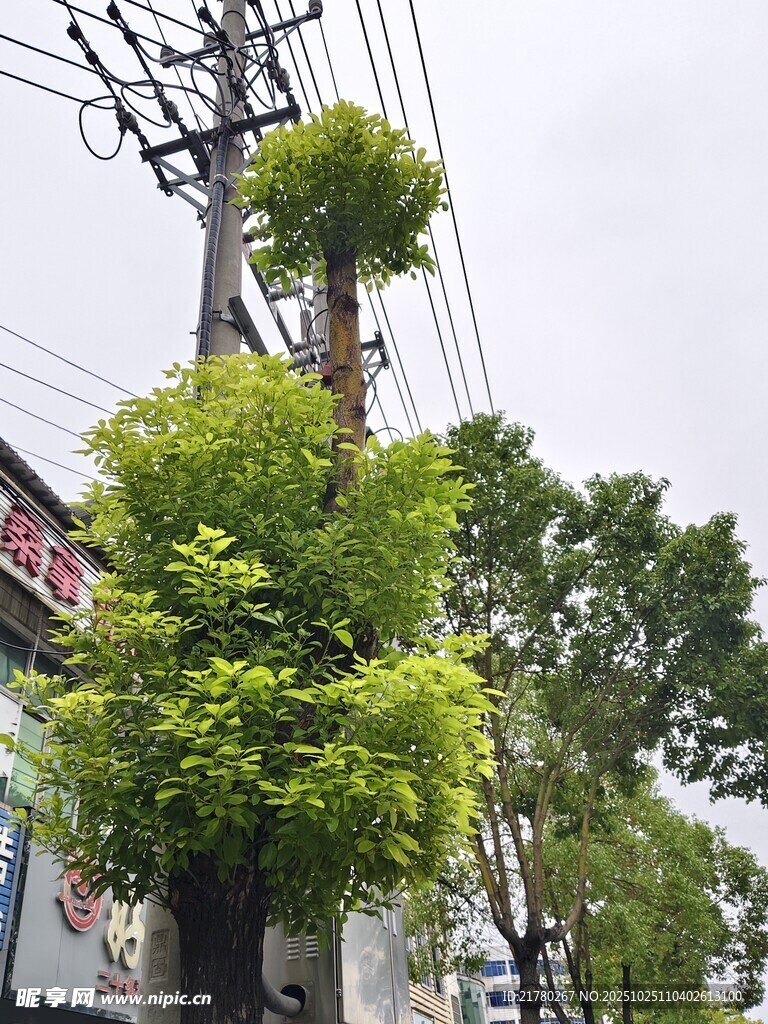电线杆上茂盛的绿植