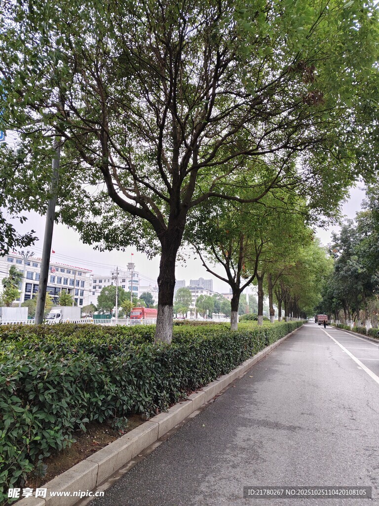 林荫道路 城市街景