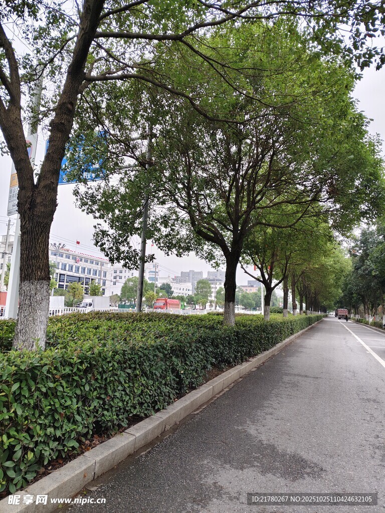 林荫绿道 街景