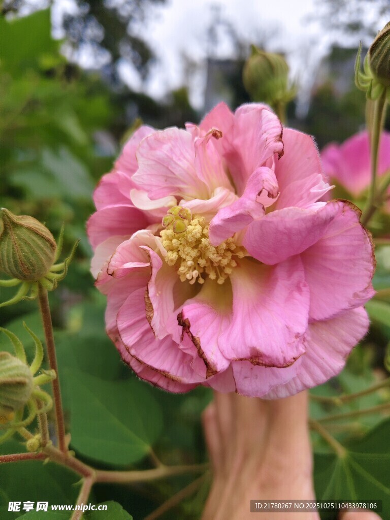 娇艳粉色蔷薇花