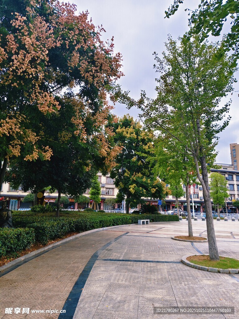 城市林荫步道