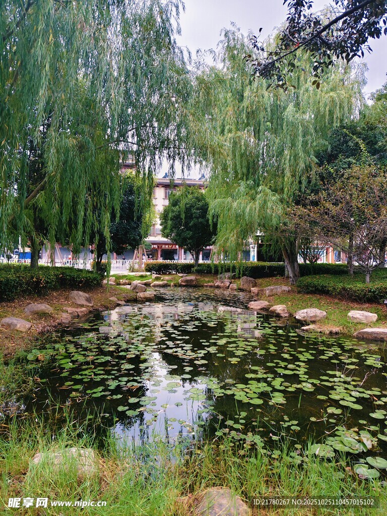 池塘边的垂柳景观