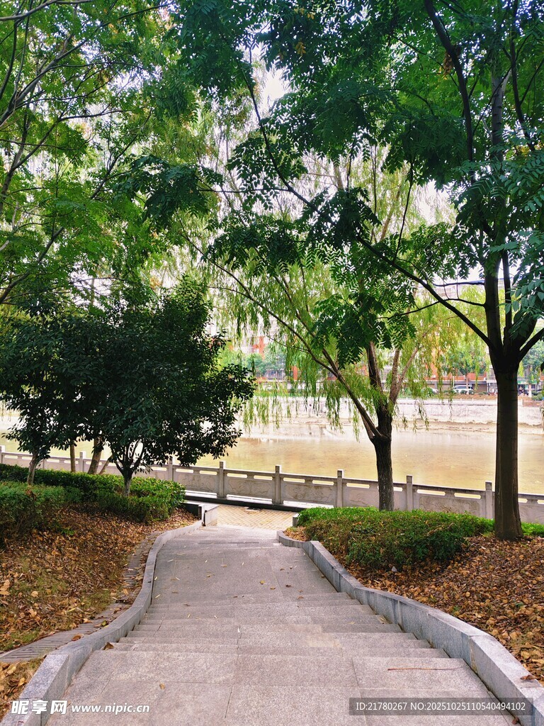 公园林荫小道