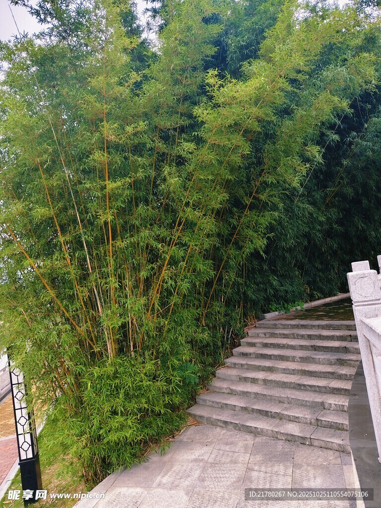 竹林中的石阶小道