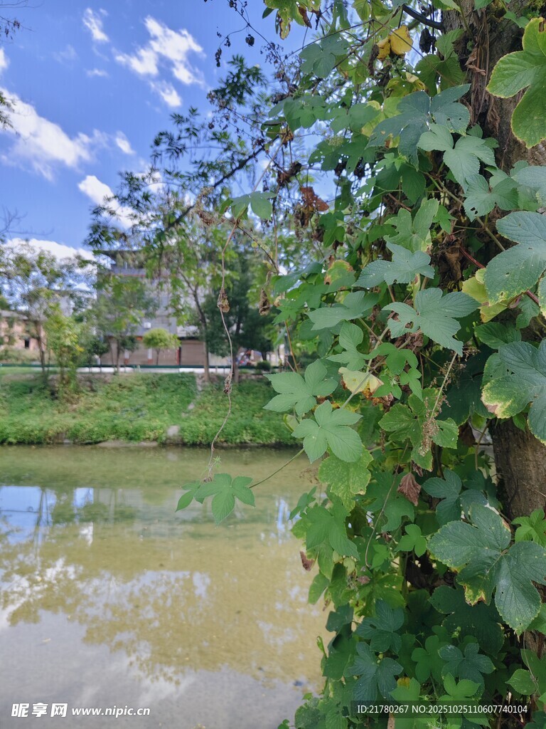 河畔绿植环绕