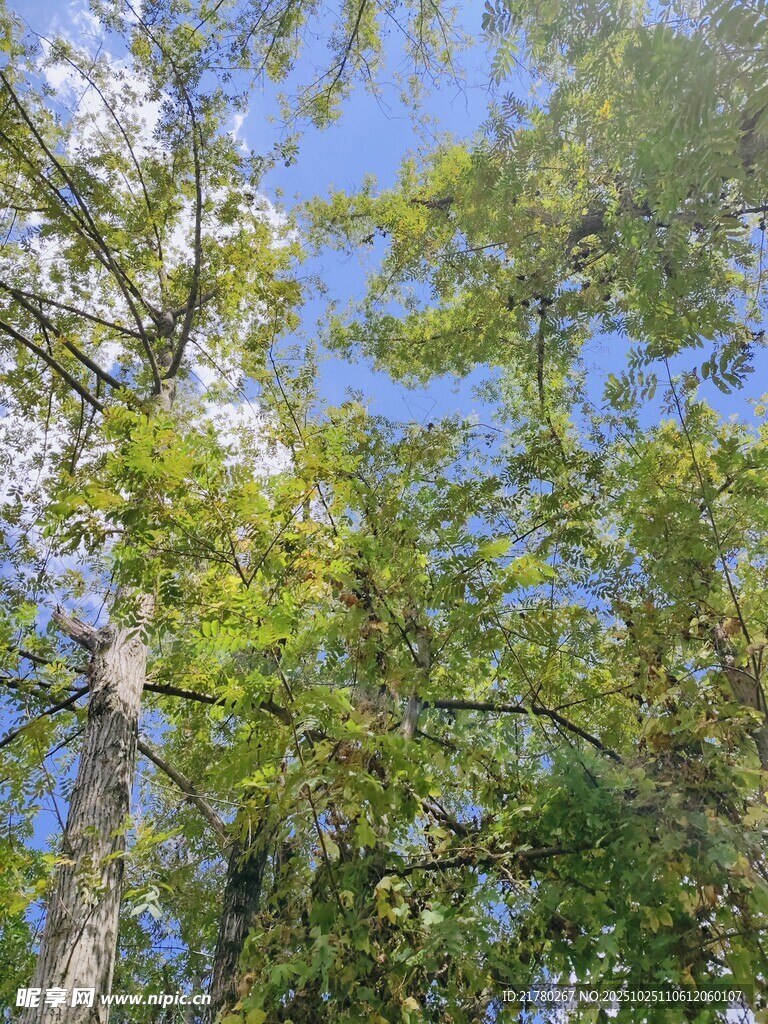 蓝天绿树