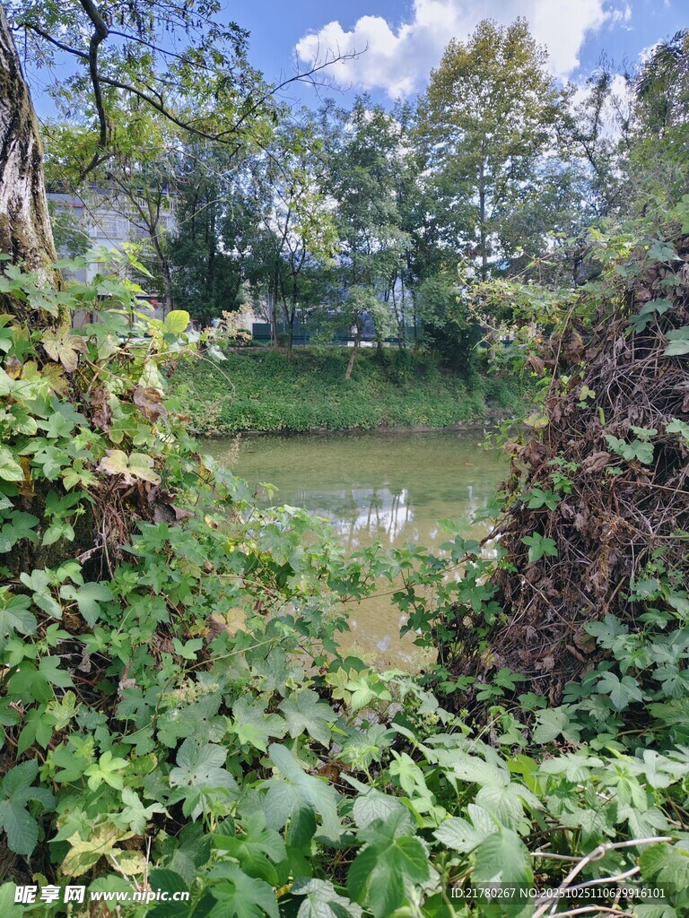 秋日河畔绿植环绕美景