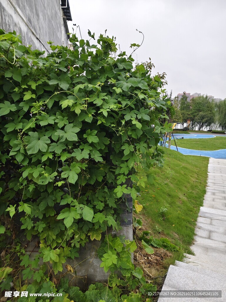墙边翠绿藤蔓植物景观