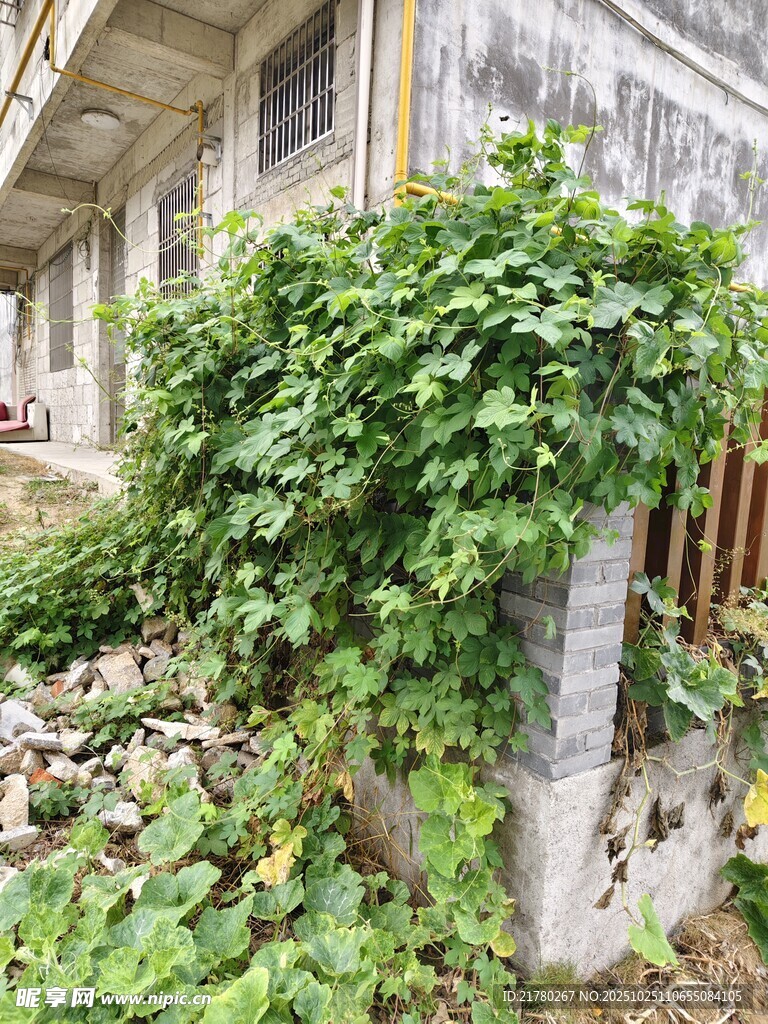 庭院中繁茂的绿植藤蔓