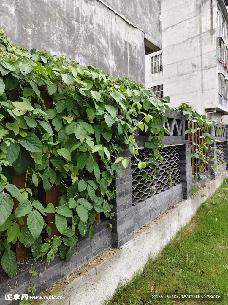 墙边绿植攀爬景致