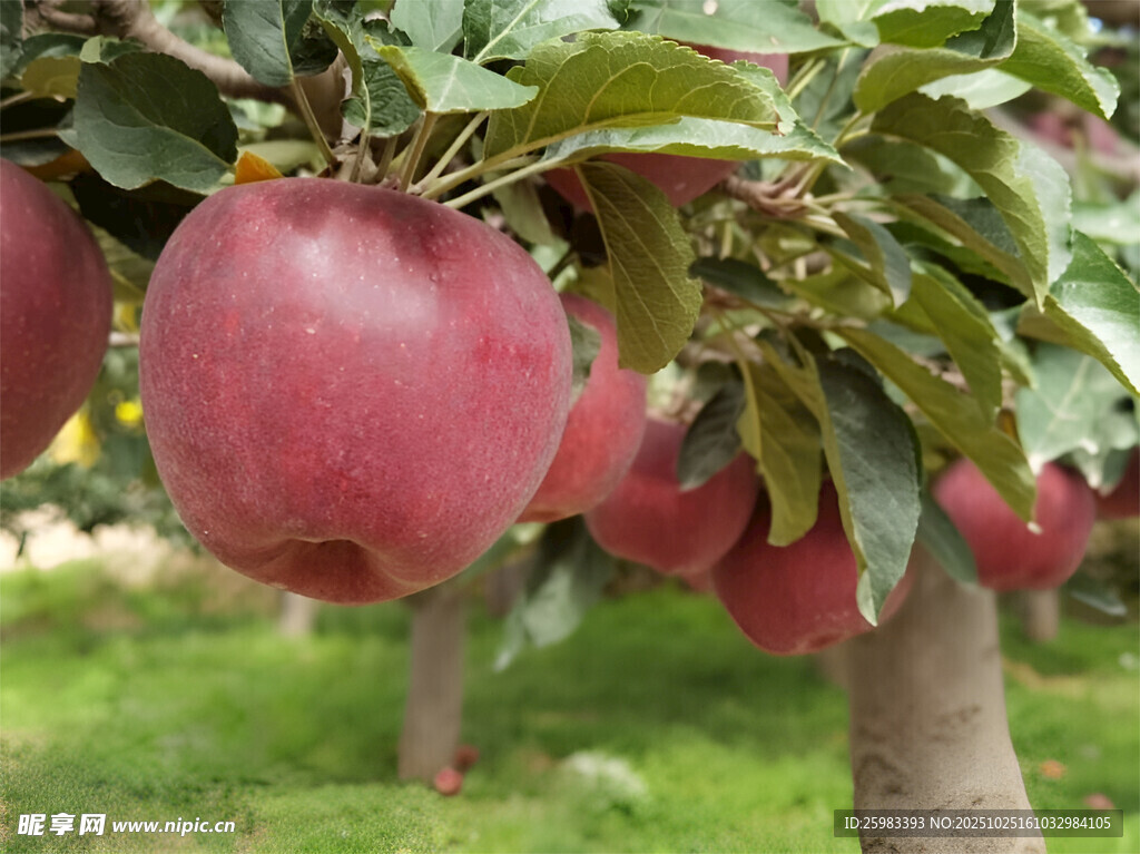 苹果栽培