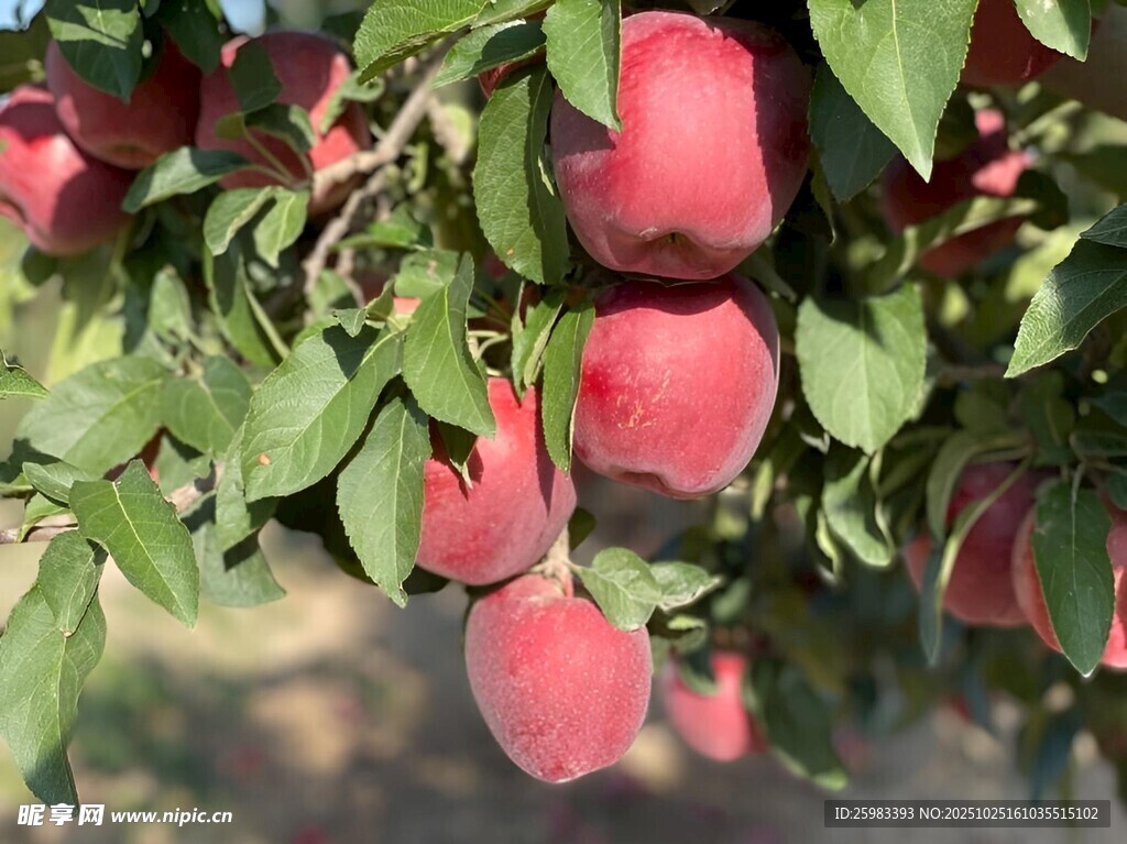 苹果栽培