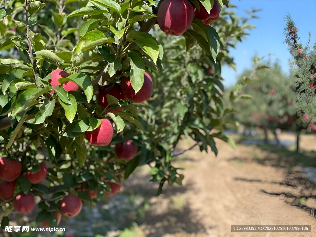 苹果栽培