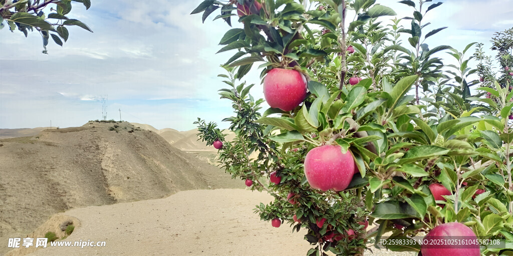 苹果栽培