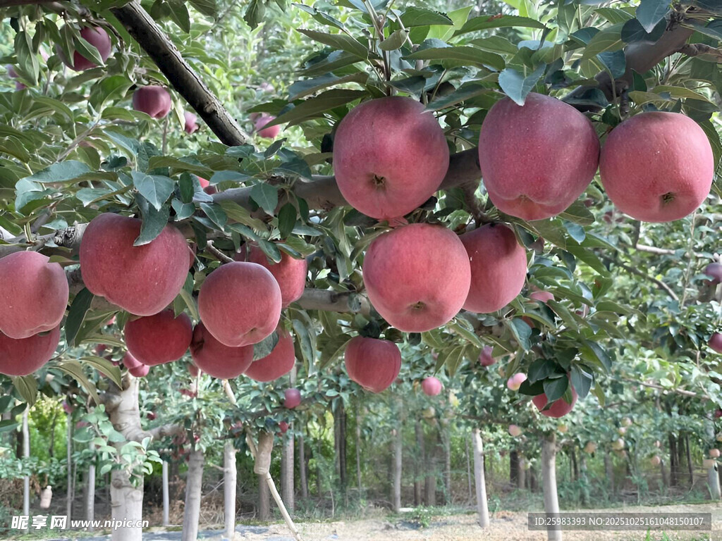 苹果栽培