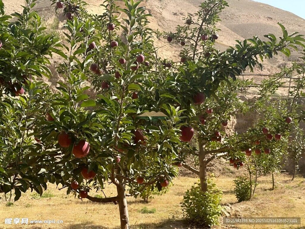 苹果栽培