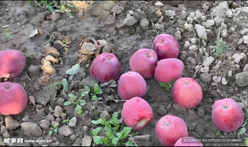 苹果