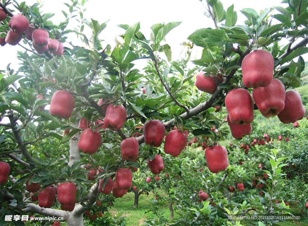苹果栽培
